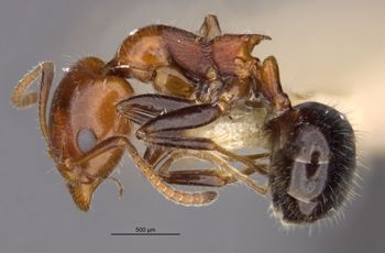 Media type: image;   Entomology 21249 Aspect: habitus lateral view